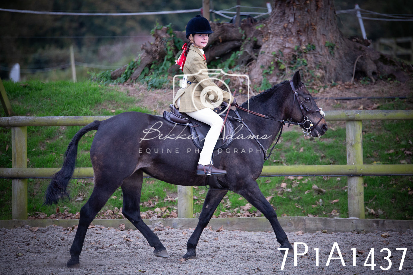 JHOYS 2025 - Showing - 27th September - Working Hunter