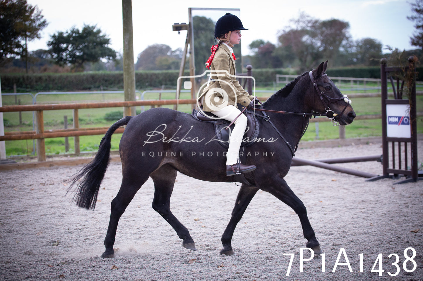 JHOYS 2025 - Showing - 27th September - Working Hunter