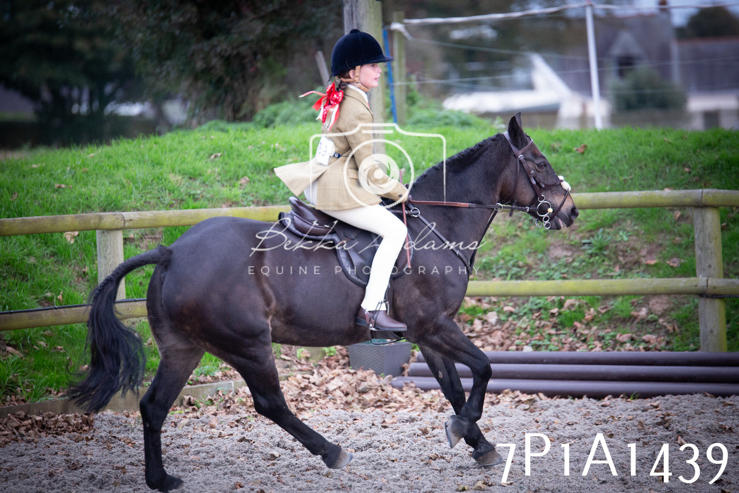 JHOYS 2025 - Showing - 27th September - Working Hunter