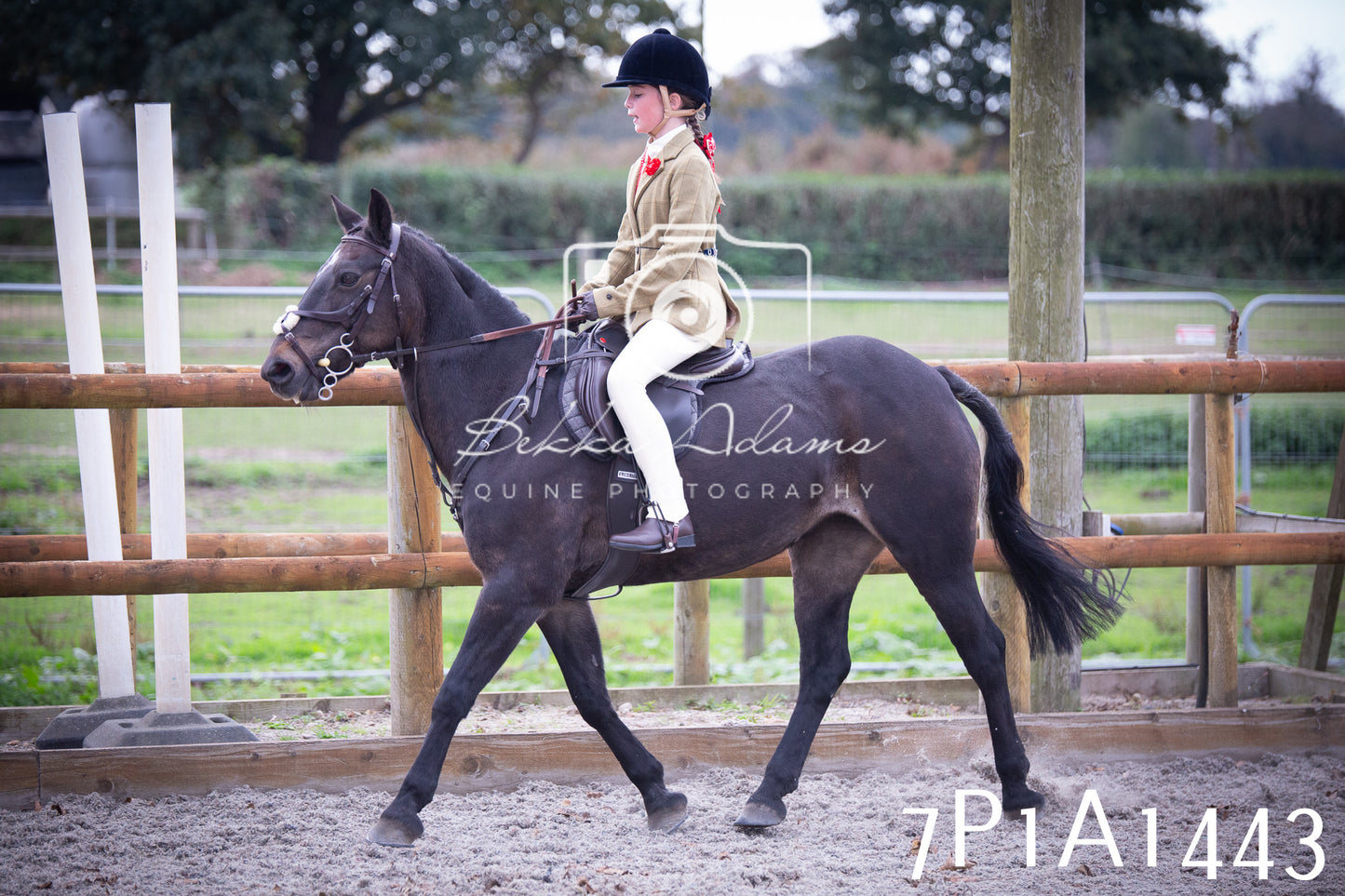 JHOYS 2025 - Showing - 27th September - Working Hunter