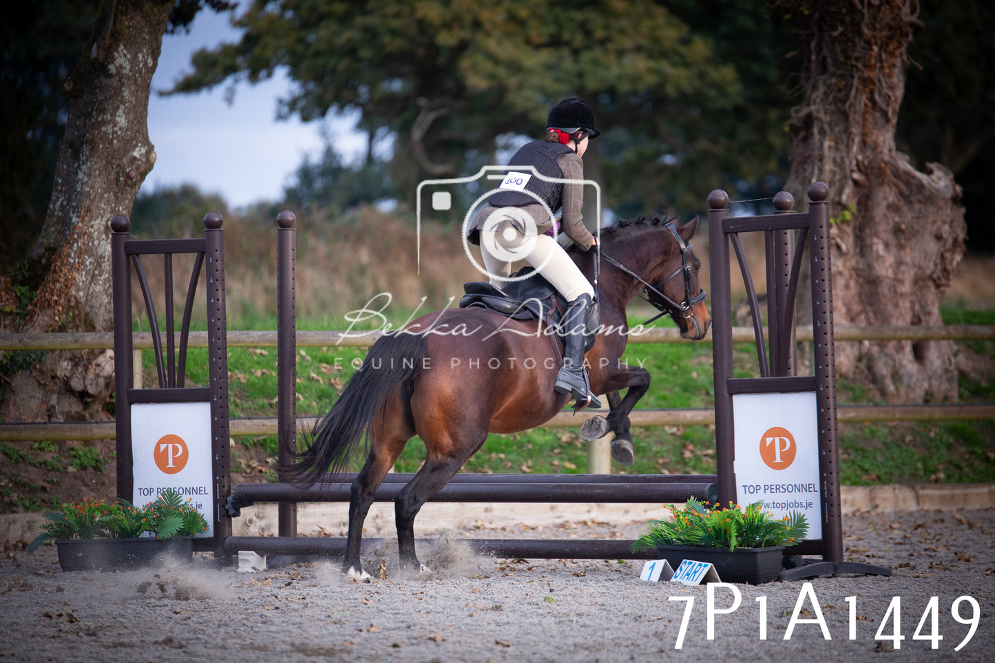 JHOYS 2025 - Showing - 27th September - Working Hunter