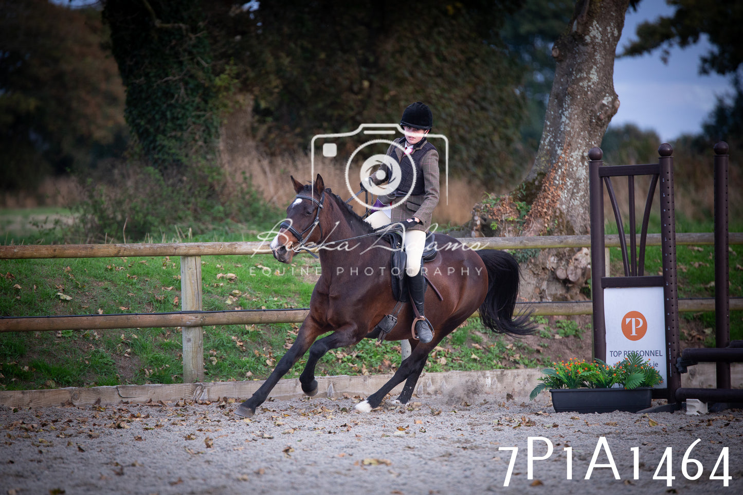 JHOYS 2025 - Showing - 27th September - Working Hunter