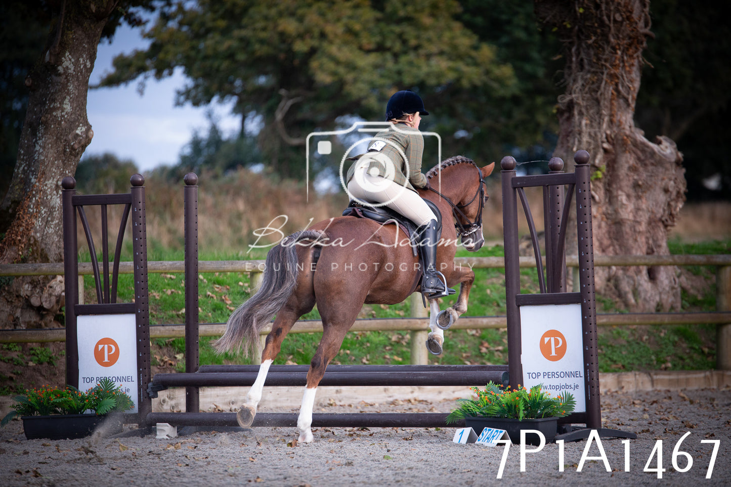 JHOYS 2025 - Showing - 27th September - Working Hunter