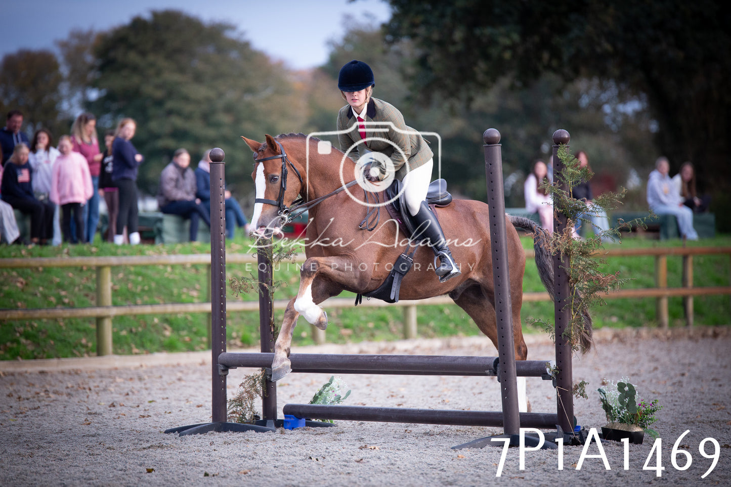 JHOYS 2025 - Showing - 27th September - Working Hunter
