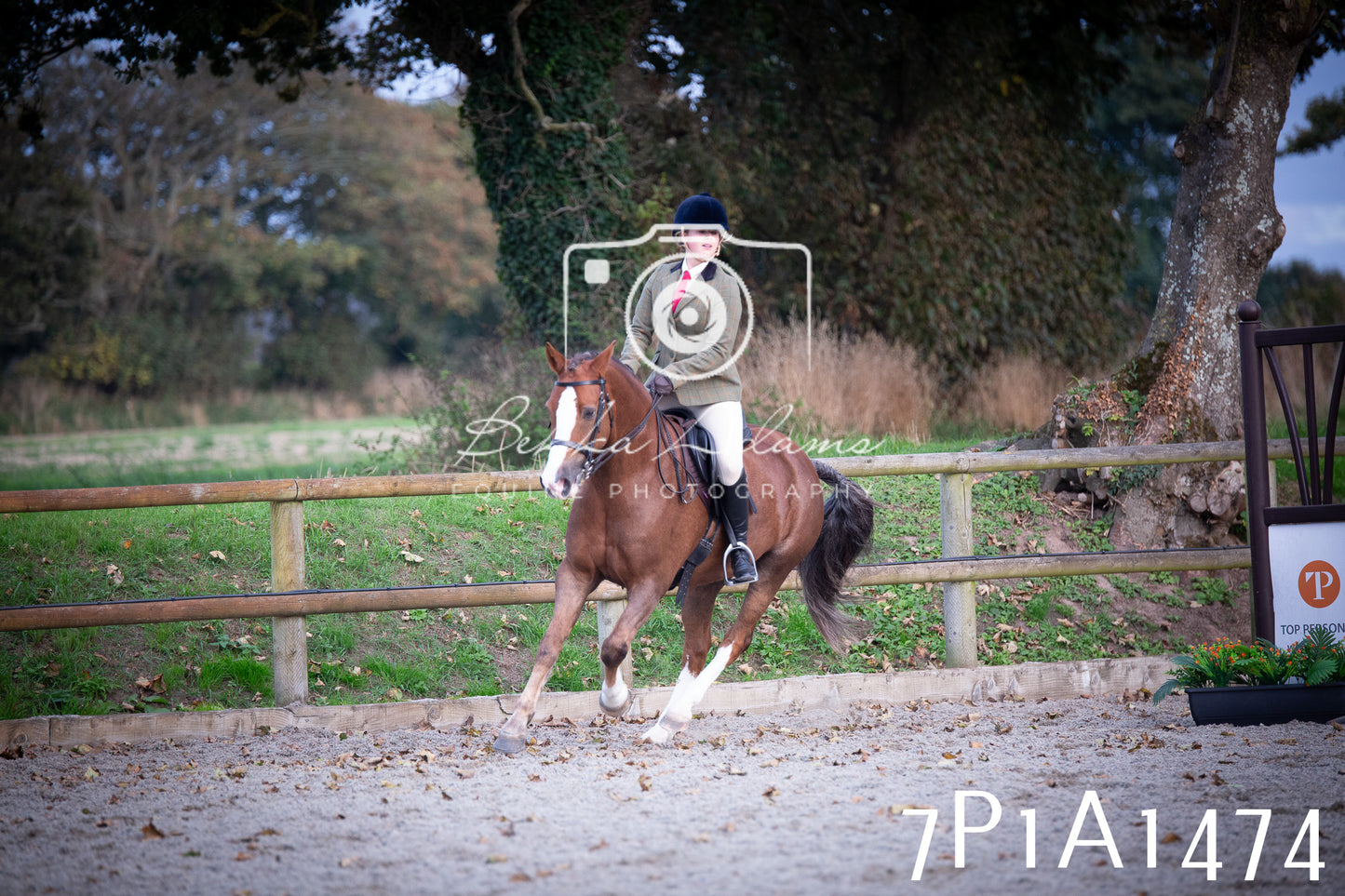 JHOYS 2025 - Showing - 27th September - Working Hunter