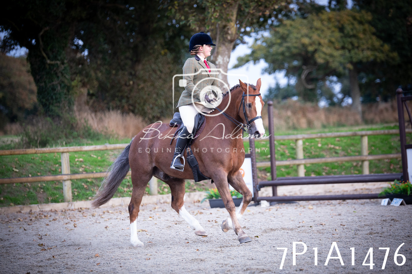 JHOYS 2025 - Showing - 27th September - Working Hunter