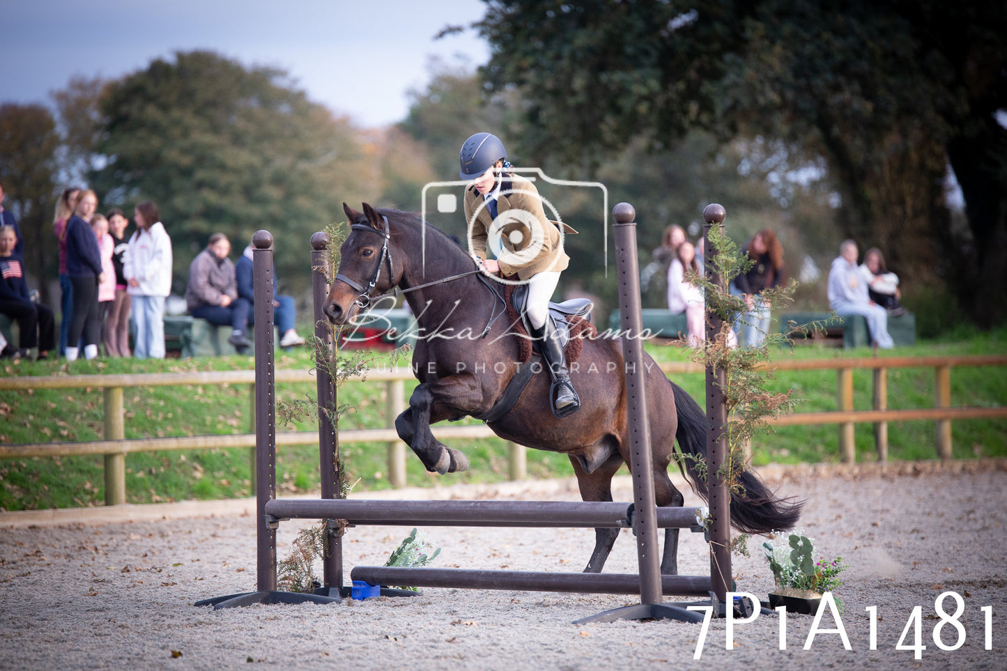 JHOYS 2025 - Showing - 27th September - Working Hunter