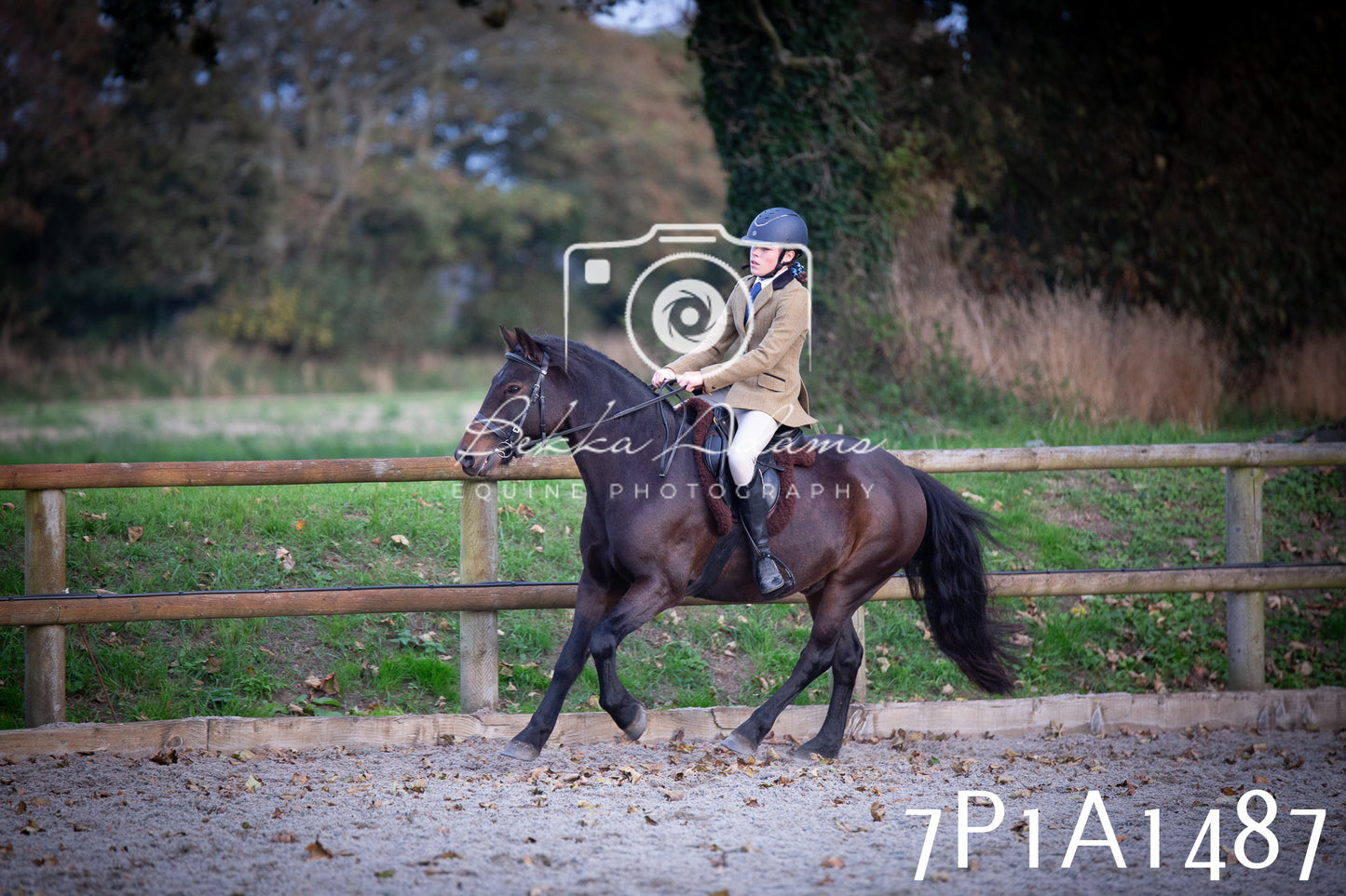 JHOYS 2025 - Showing - 27th September - Working Hunter