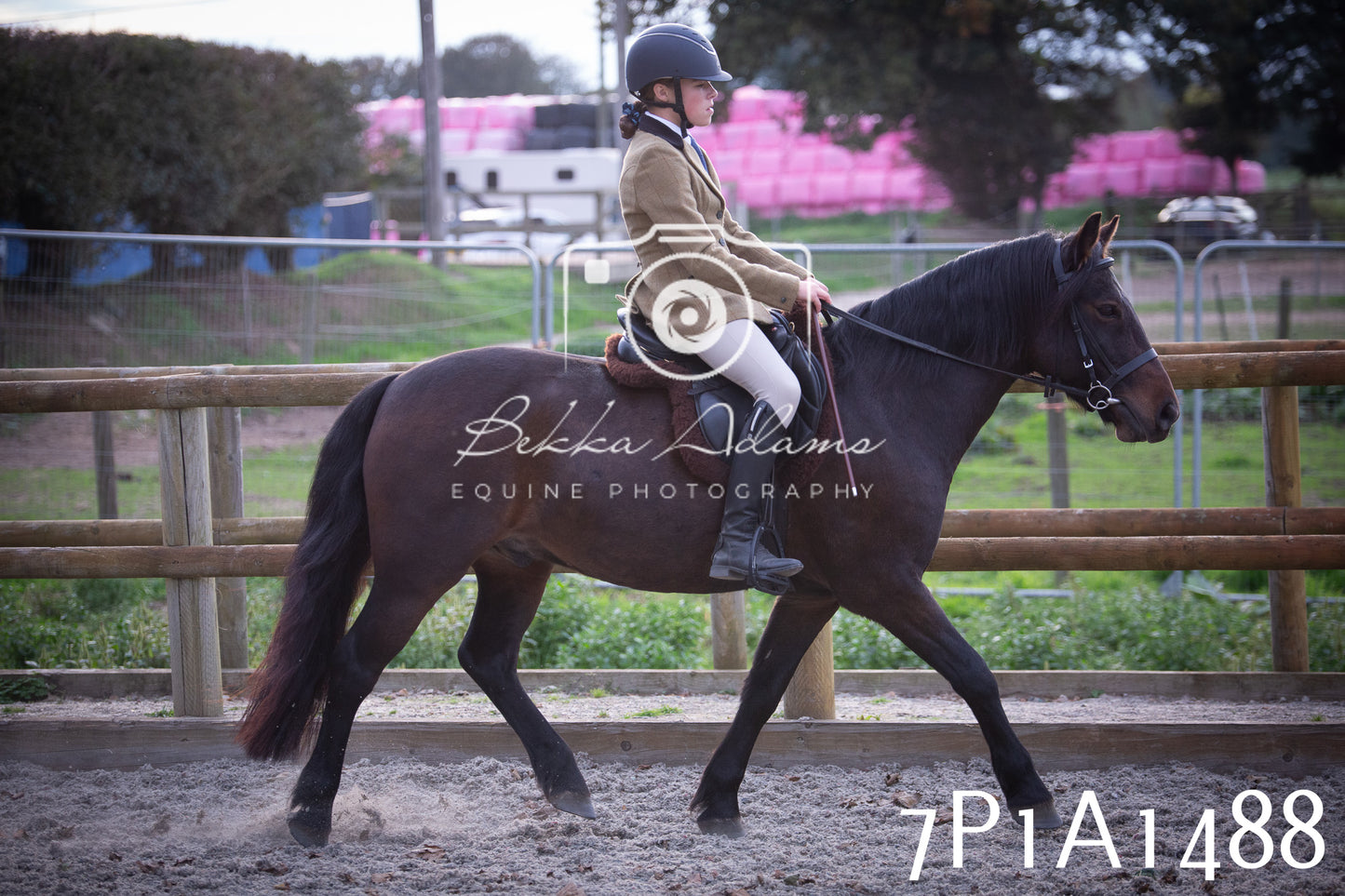 JHOYS 2025 - Showing - 27th September - Working Hunter
