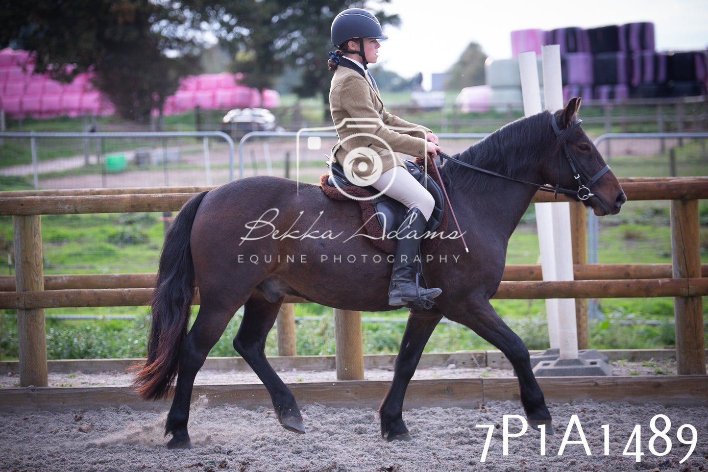 JHOYS 2025 - Showing - 27th September - Working Hunter