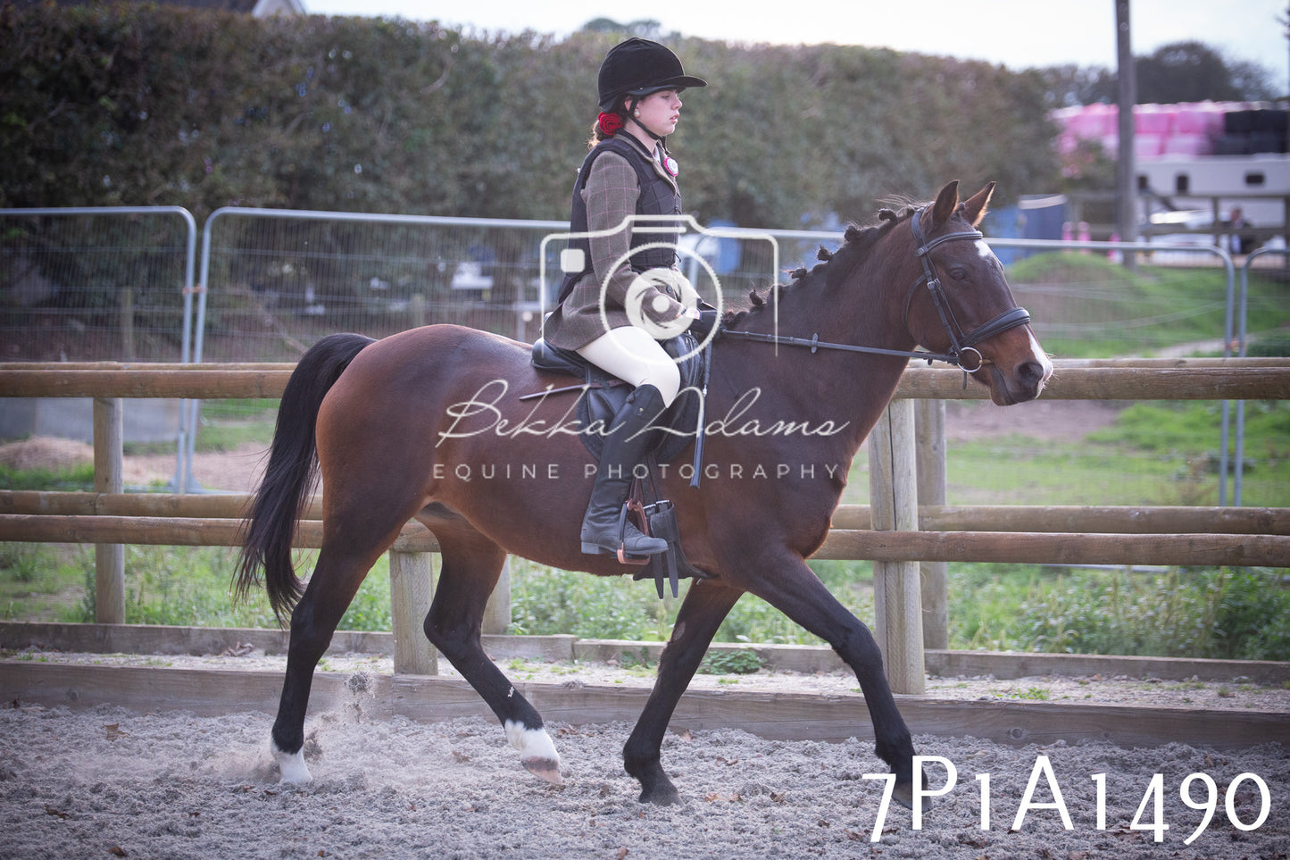 JHOYS 2025 - Showing - 27th September - Working Hunter