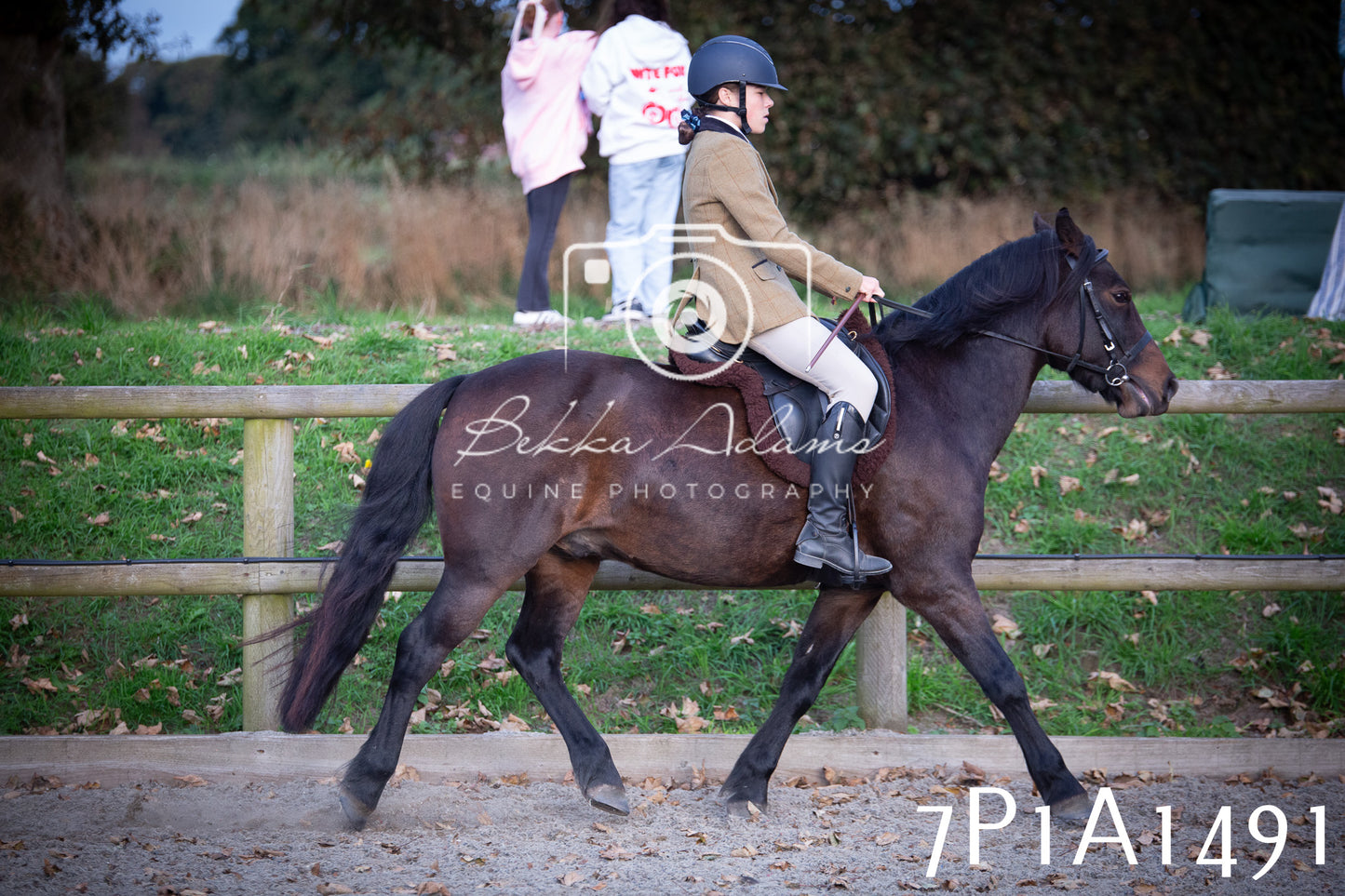 JHOYS 2025 - Showing - 27th September - Working Hunter