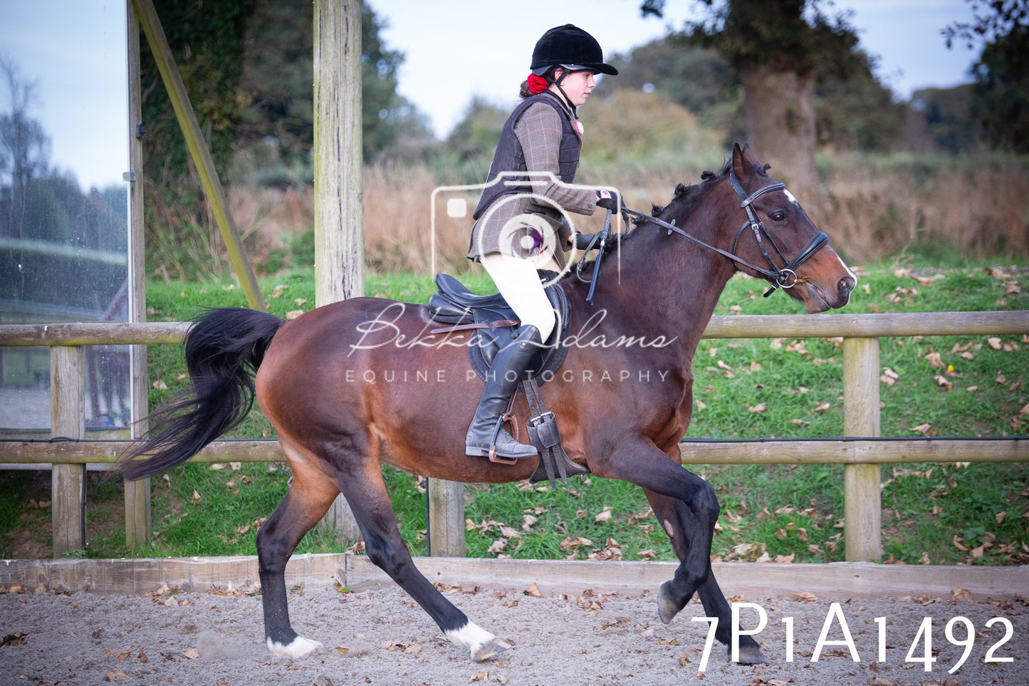 JHOYS 2025 - Showing - 27th September - Working Hunter
