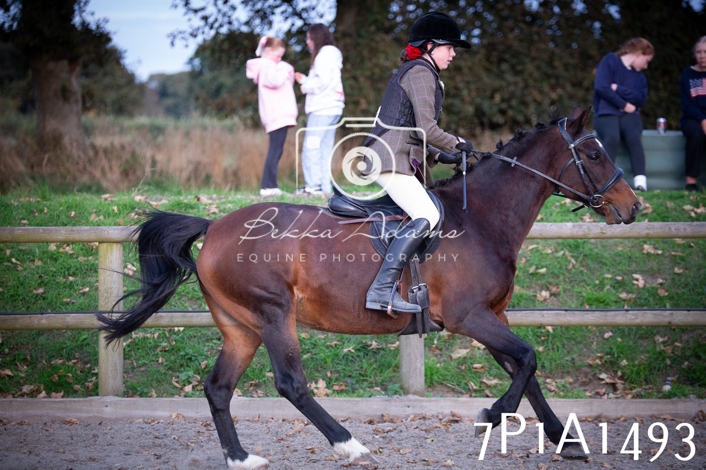 JHOYS 2025 - Showing - 27th September - Working Hunter