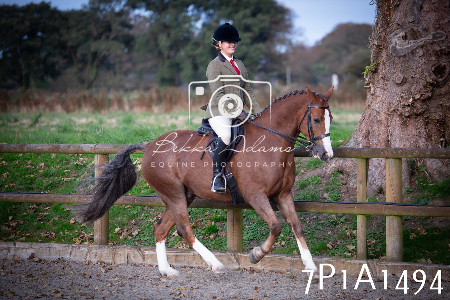 JHOYS 2025 - Showing - 27th September - Working Hunter