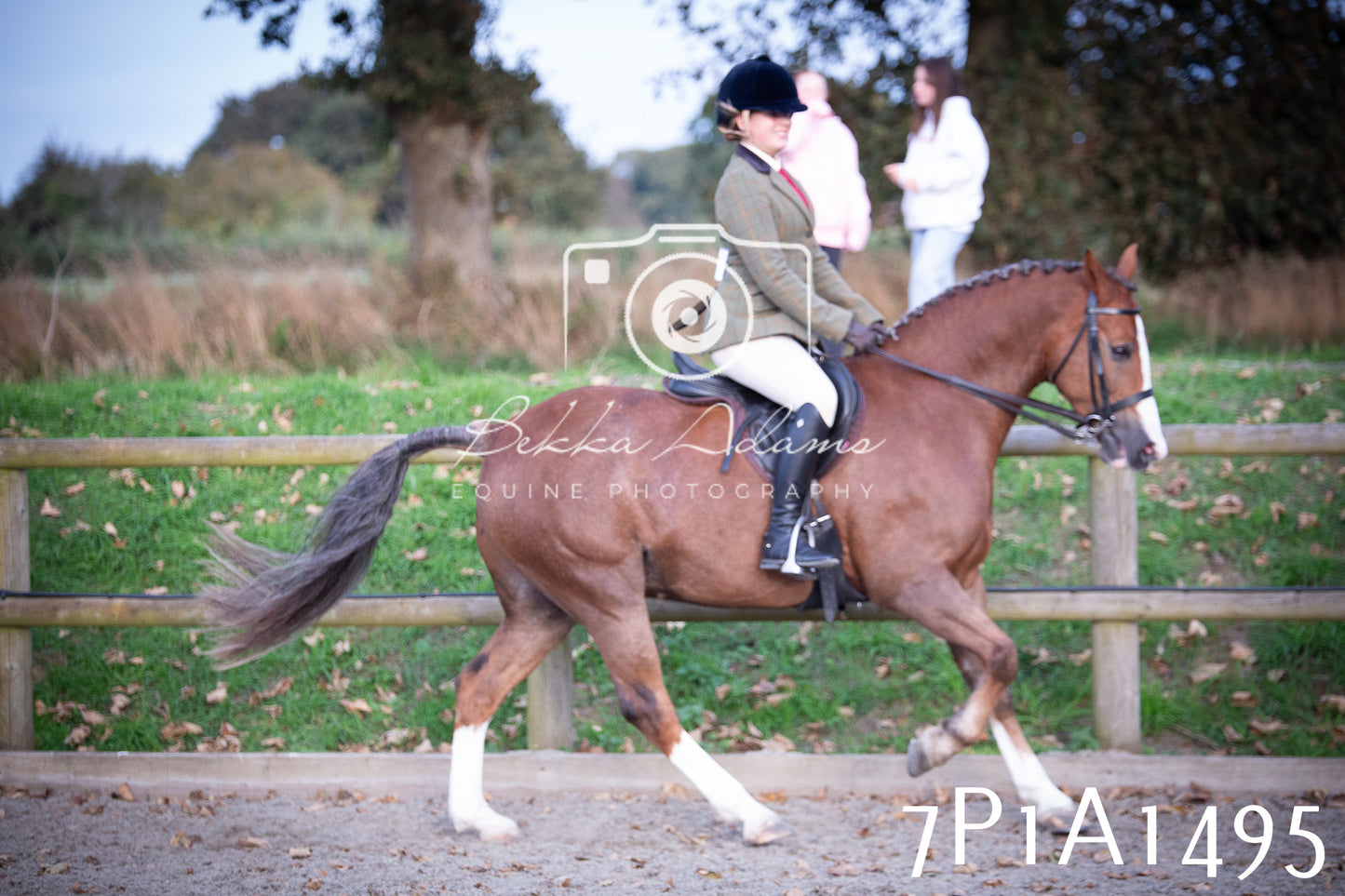 JHOYS 2025 - Showing - 27th September - Working Hunter