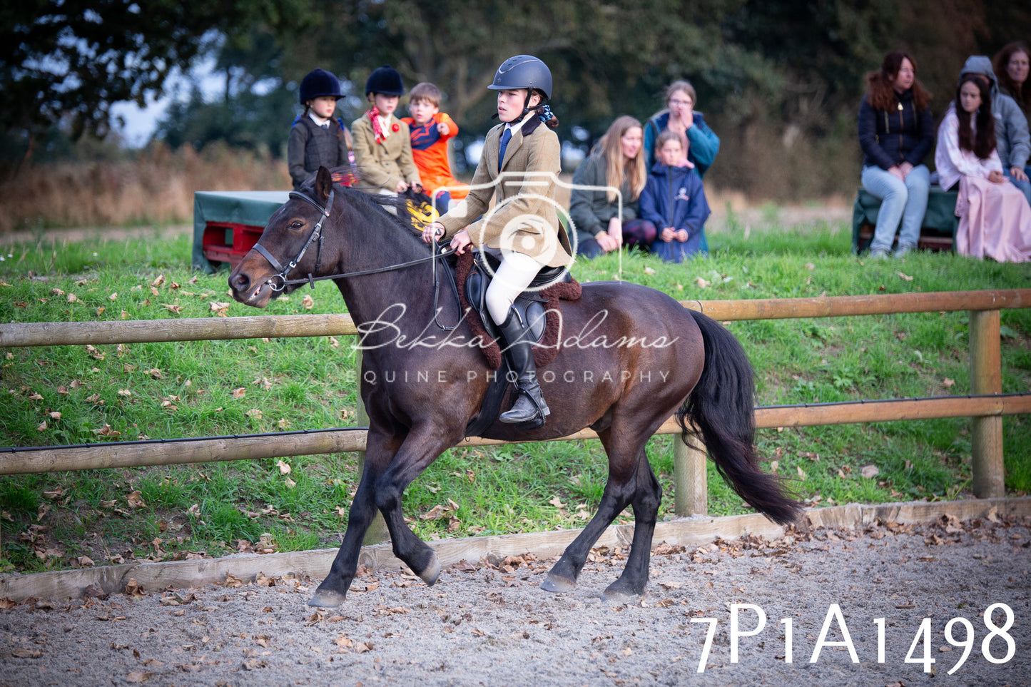 JHOYS 2025 - Showing - 27th September - Working Hunter