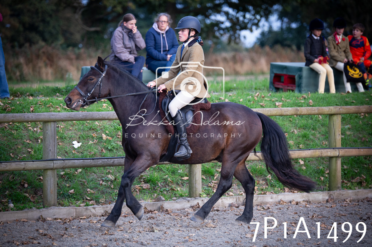 JHOYS 2025 - Showing - 27th September - Working Hunter