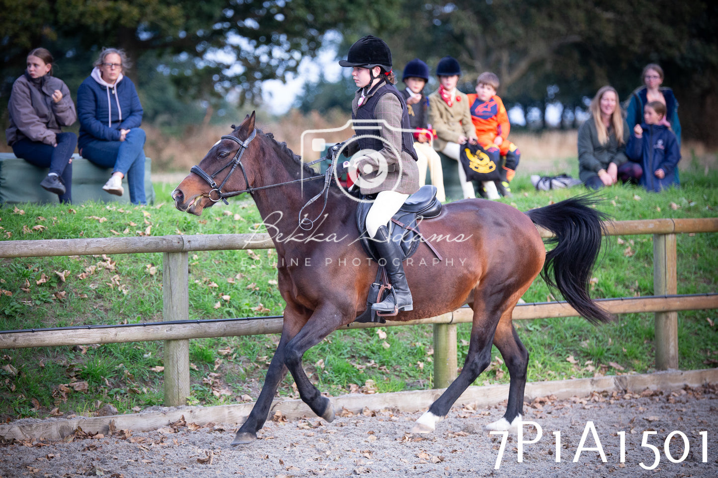 JHOYS 2025 - Showing - 27th September - Working Hunter