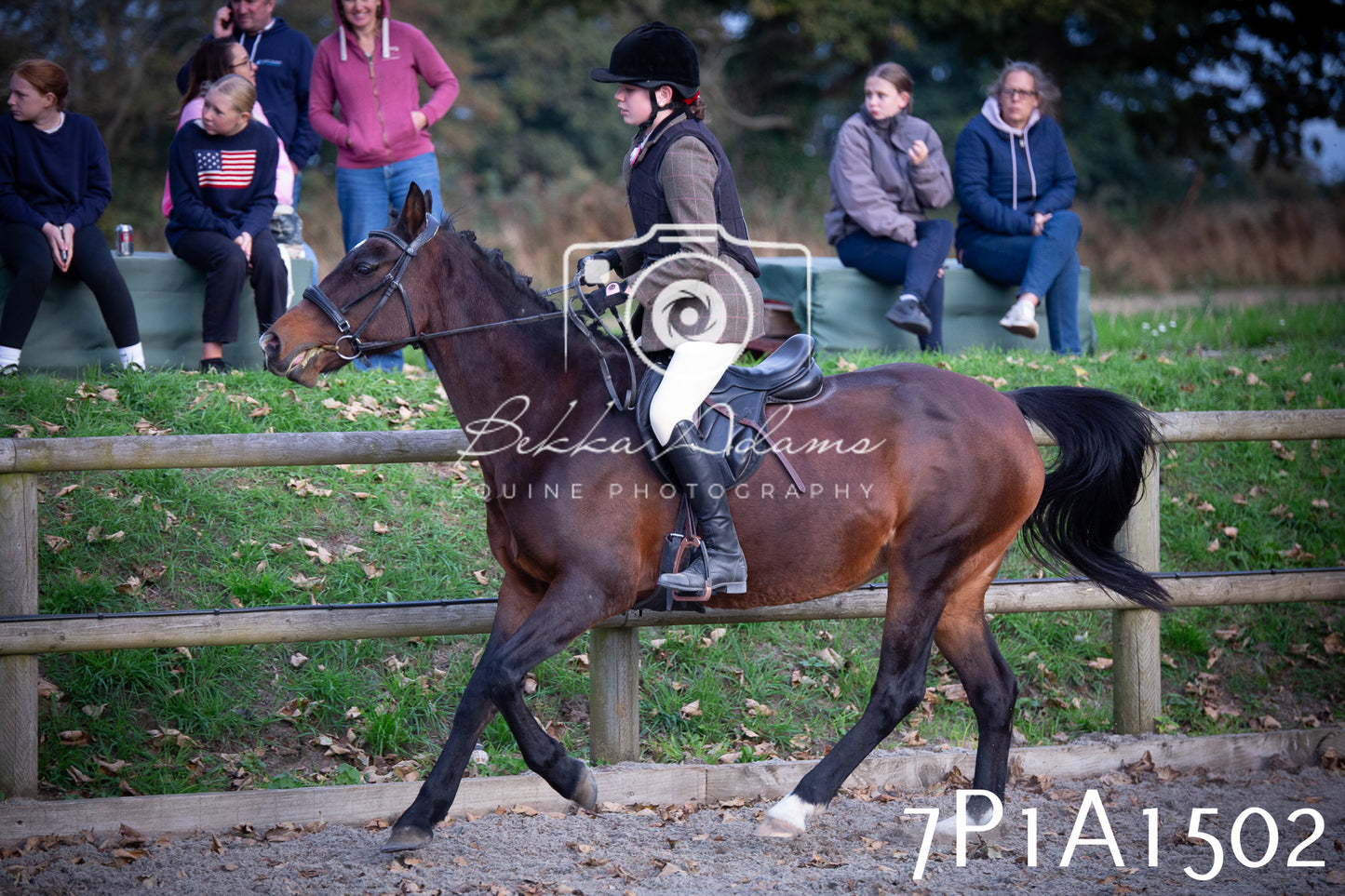 JHOYS 2025 - Showing - 27th September - Working Hunter