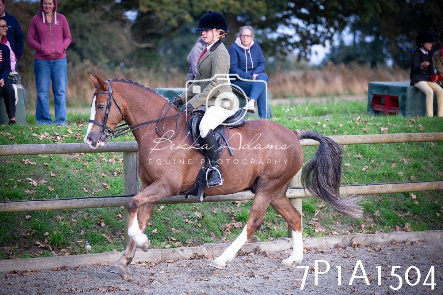 JHOYS 2025 - Showing - 27th September - Working Hunter