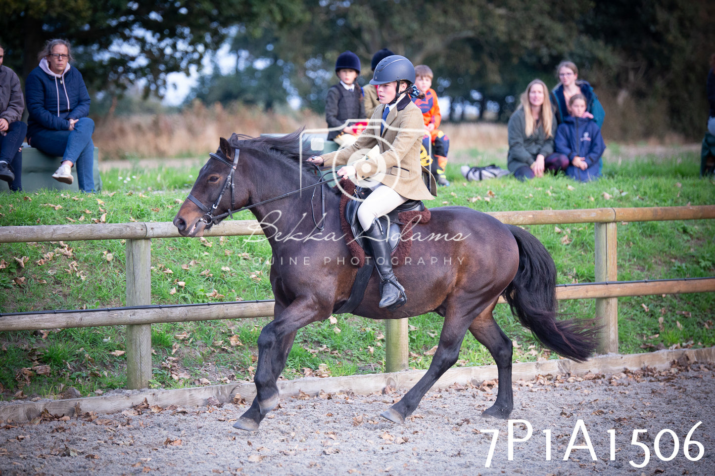 JHOYS 2025 - Showing - 27th September - Working Hunter