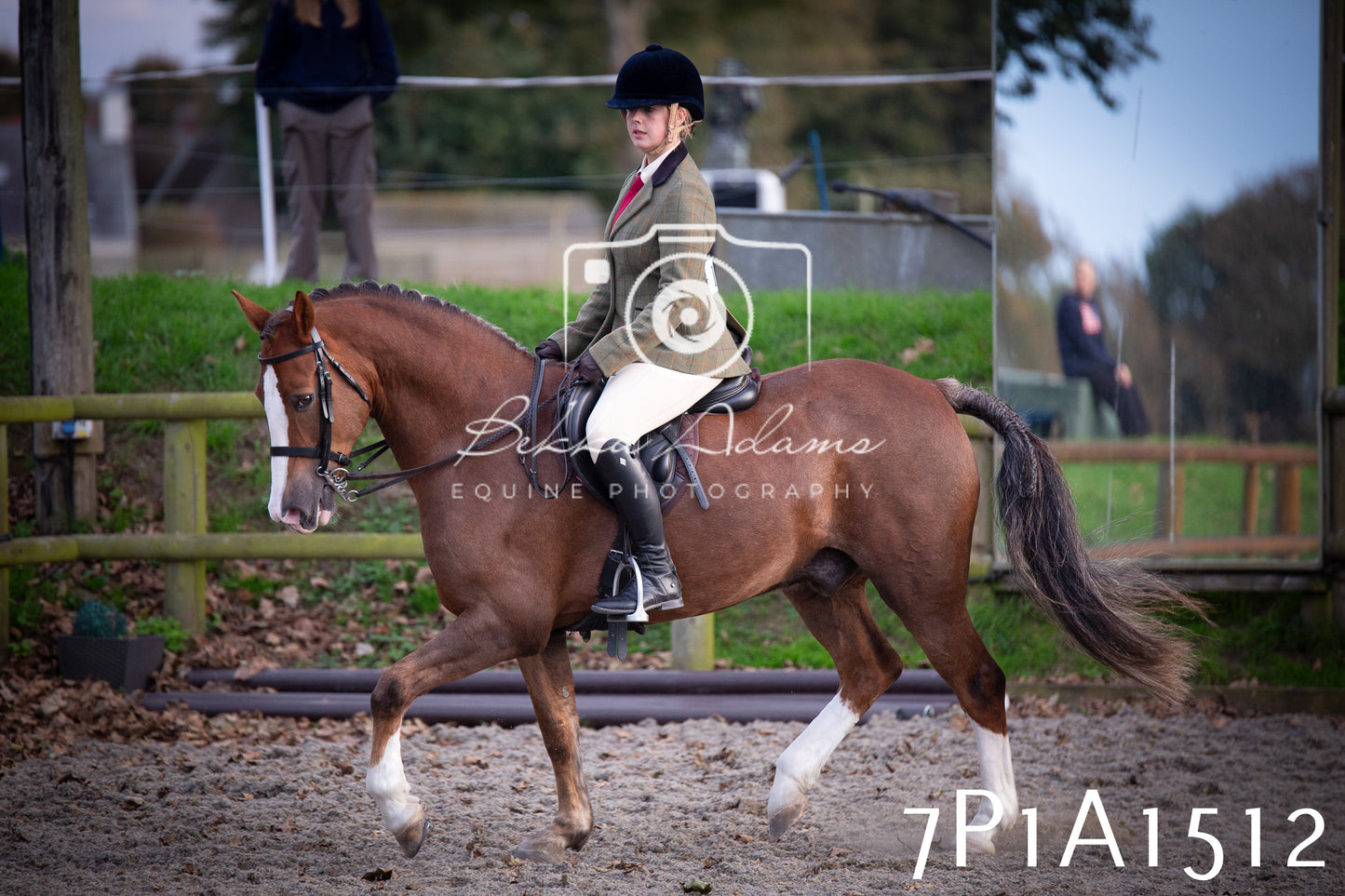 JHOYS 2025 - Showing - 27th September - Working Hunter