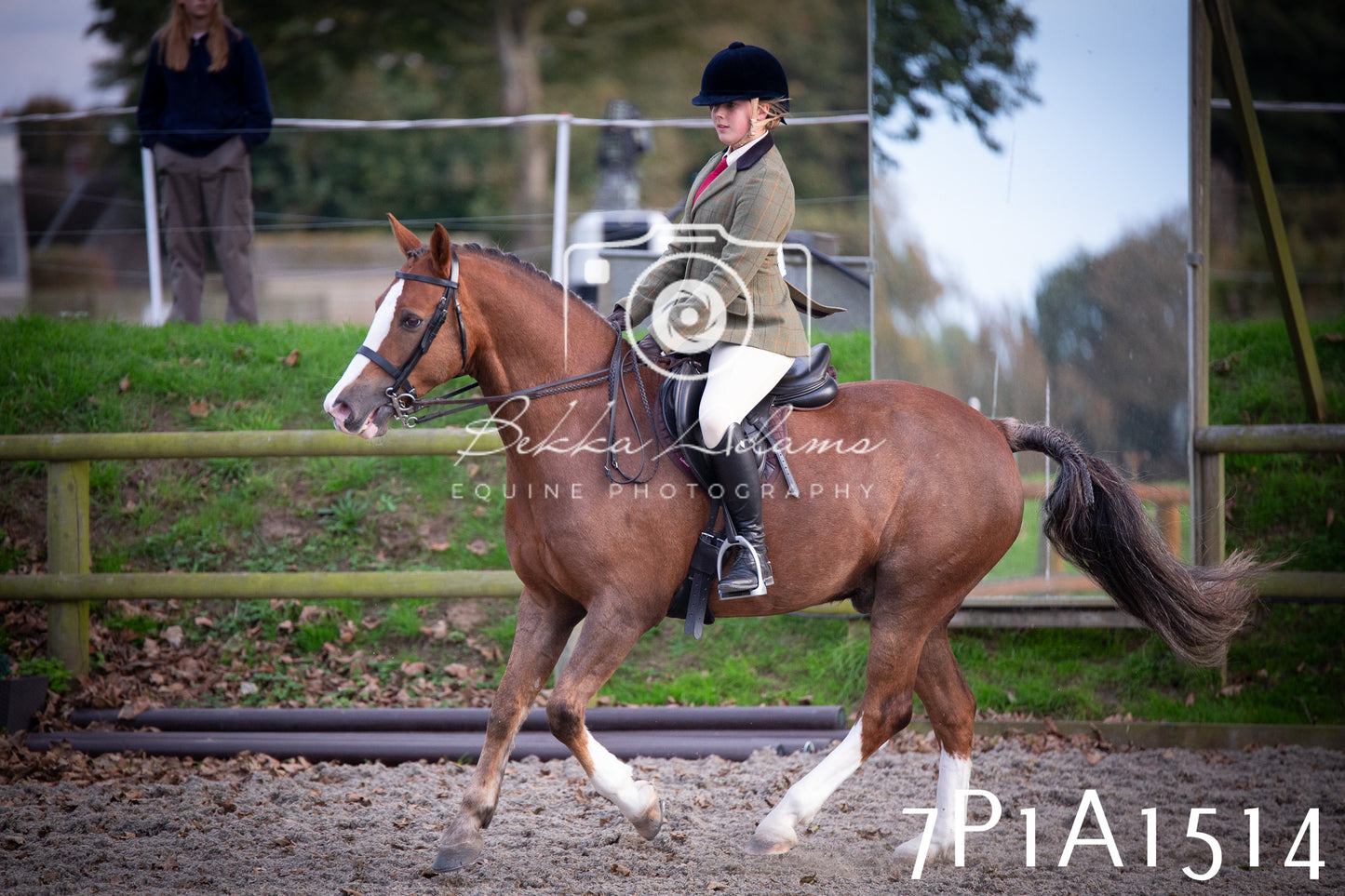 JHOYS 2025 - Showing - 27th September - Working Hunter