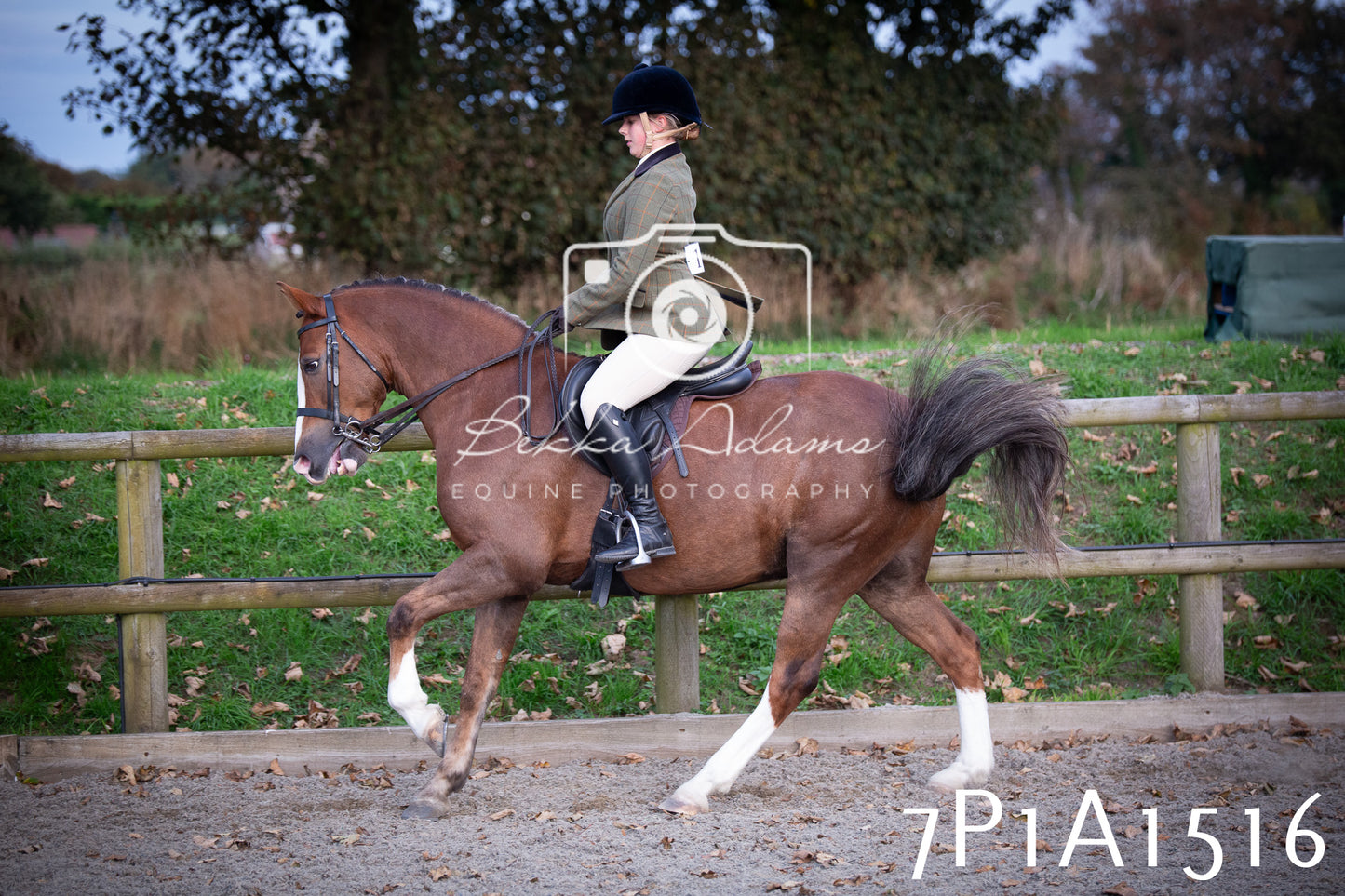 JHOYS 2025 - Showing - 27th September - Working Hunter