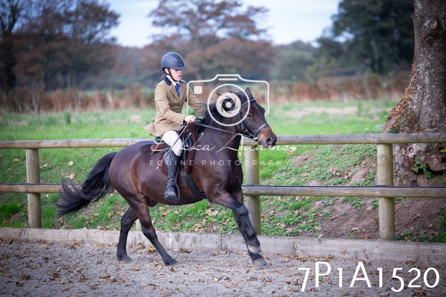 JHOYS 2025 - Showing - 27th September - Working Hunter