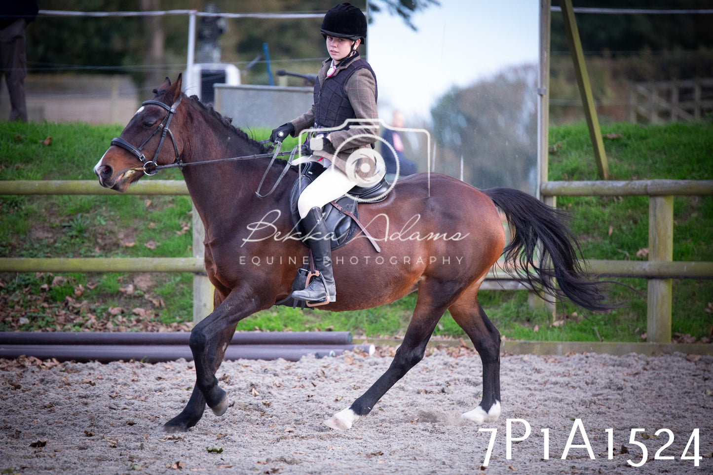 JHOYS 2025 - Showing - 27th September - Working Hunter