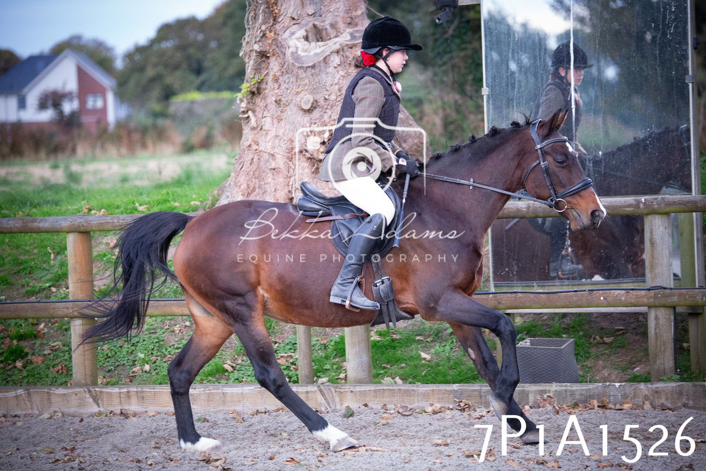 JHOYS 2025 - Showing - 27th September - Working Hunter