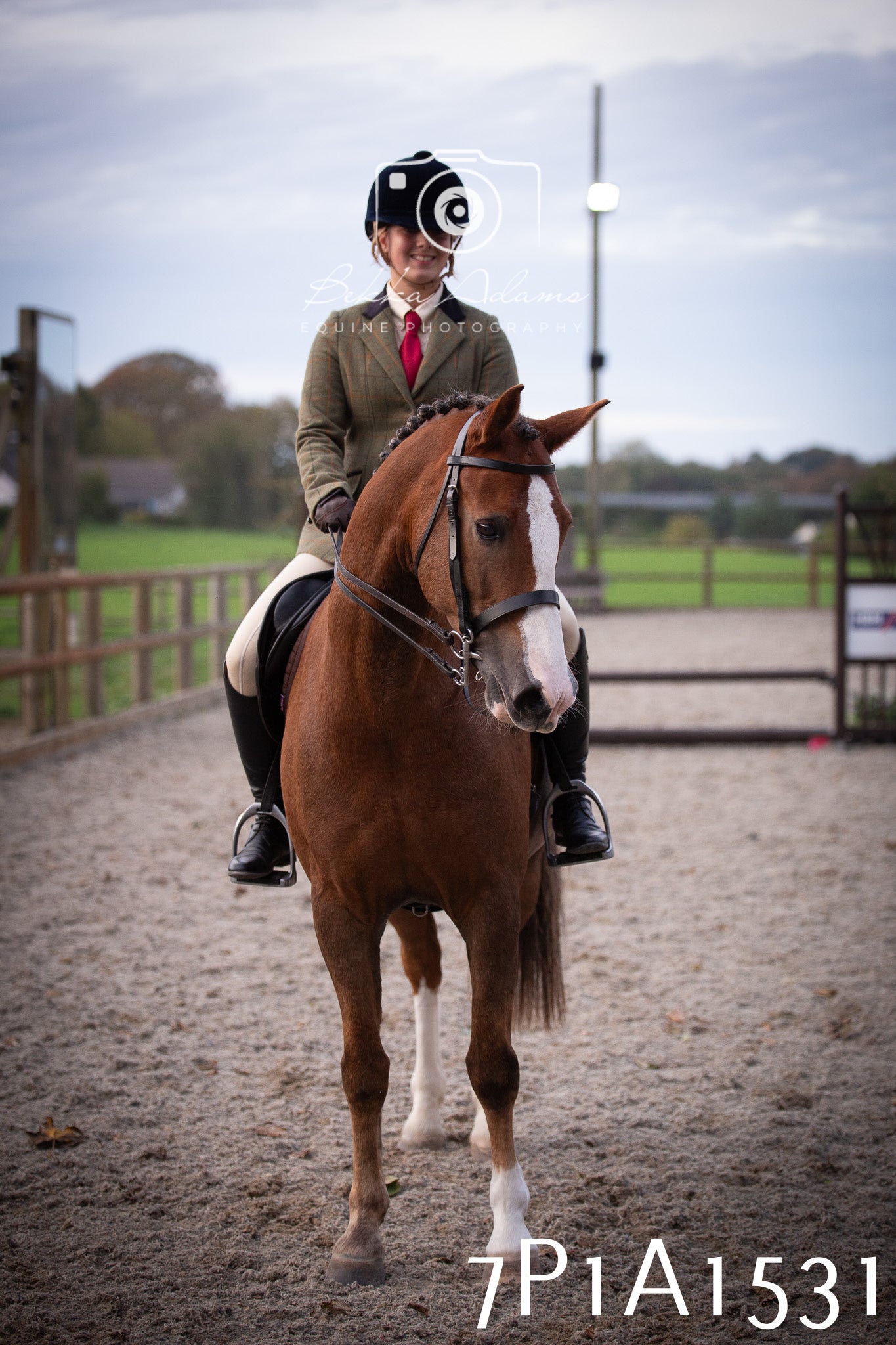 JHOYS 2025 - Showing - 27th September - Working Hunter