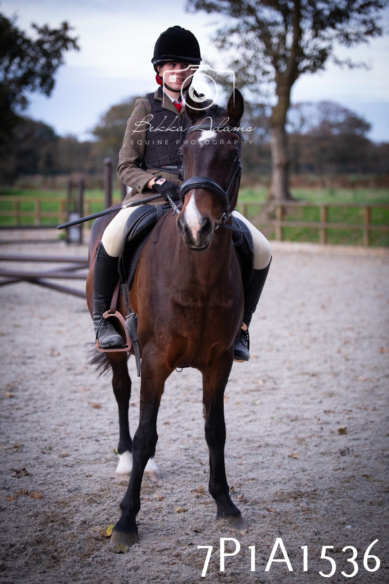 JHOYS 2025 - Showing - 27th September - Working Hunter