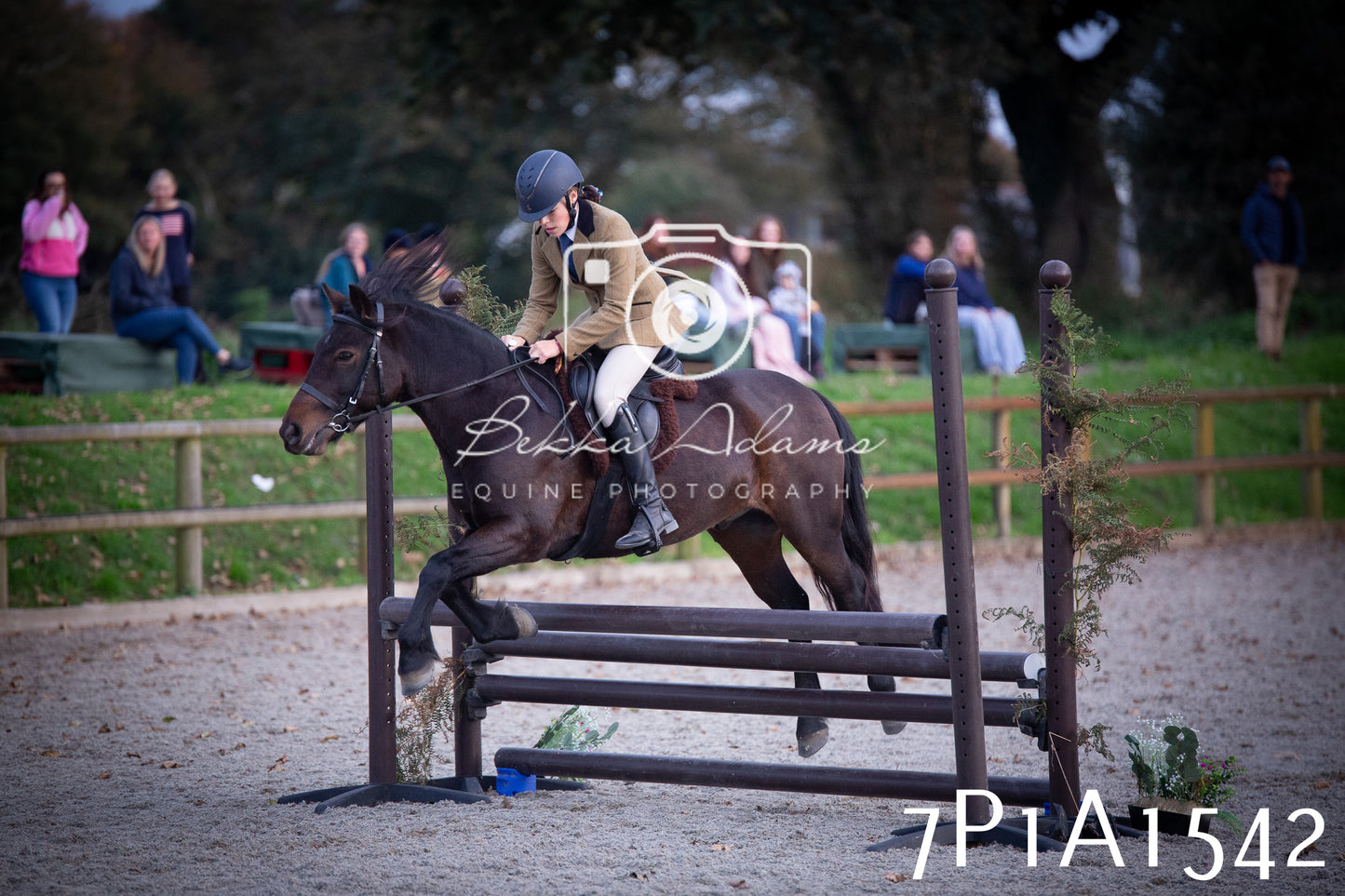 JHOYS 2025 - Showing - 27th September - Working Hunter