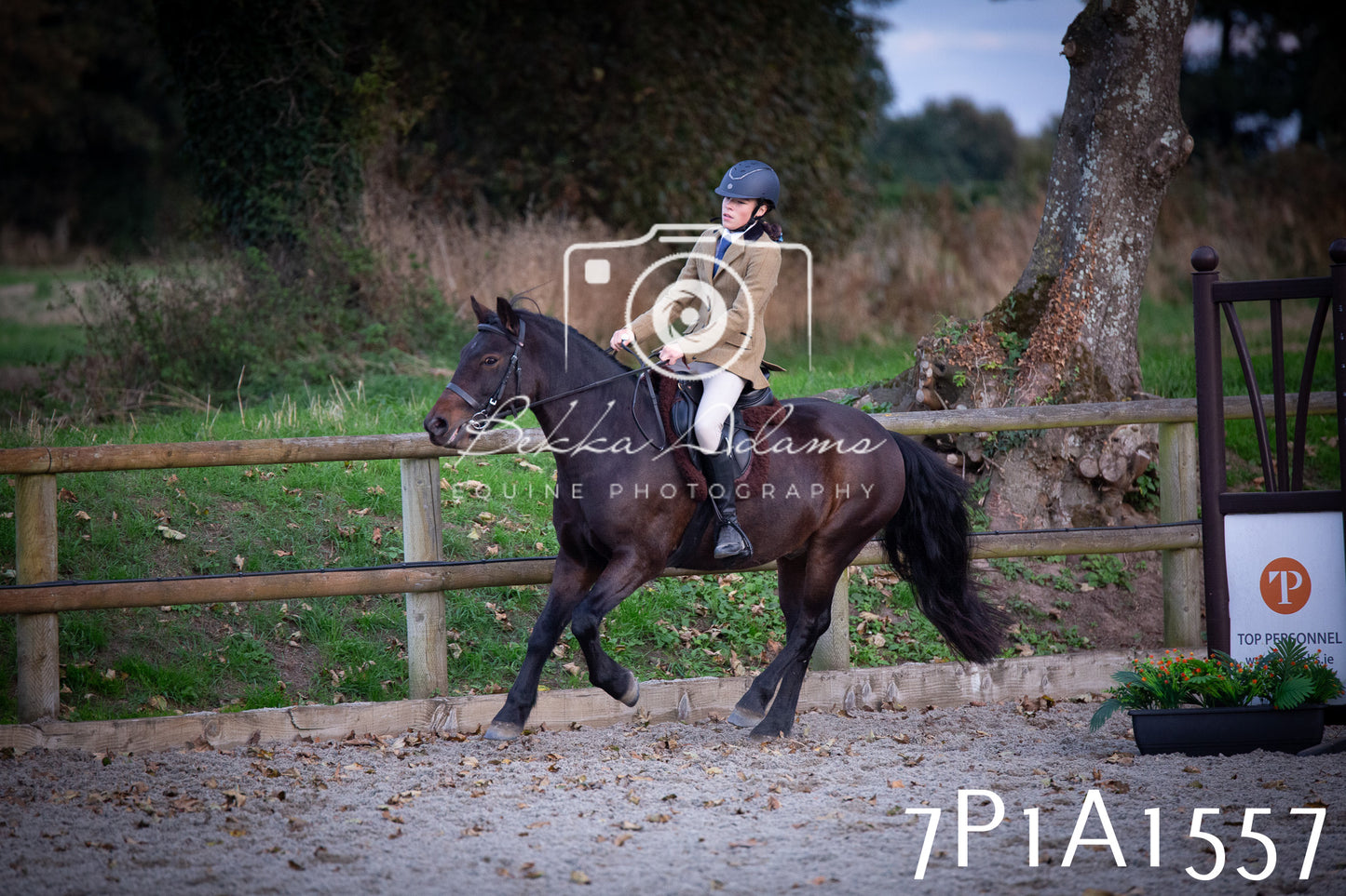 JHOYS 2025 - Showing - 27th September - Working Hunter