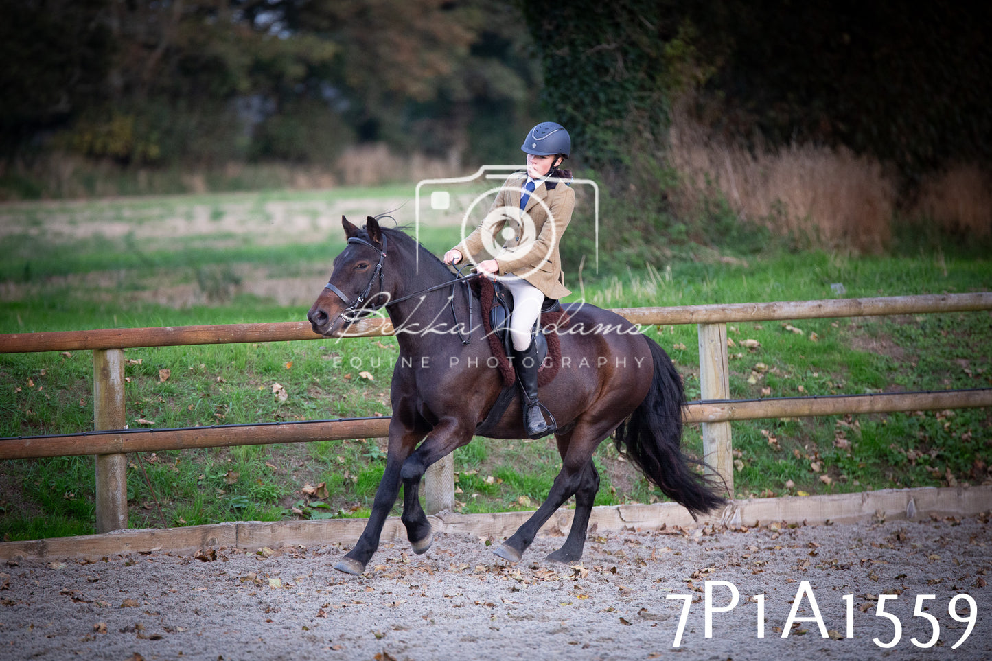 JHOYS 2025 - Showing - 27th September - Working Hunter