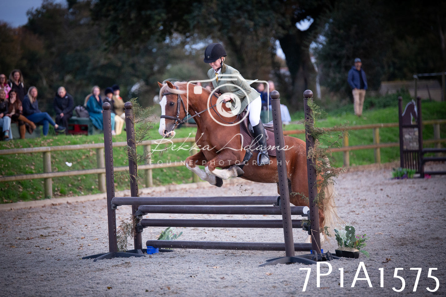 JHOYS 2025 - Showing - 27th September - Working Hunter