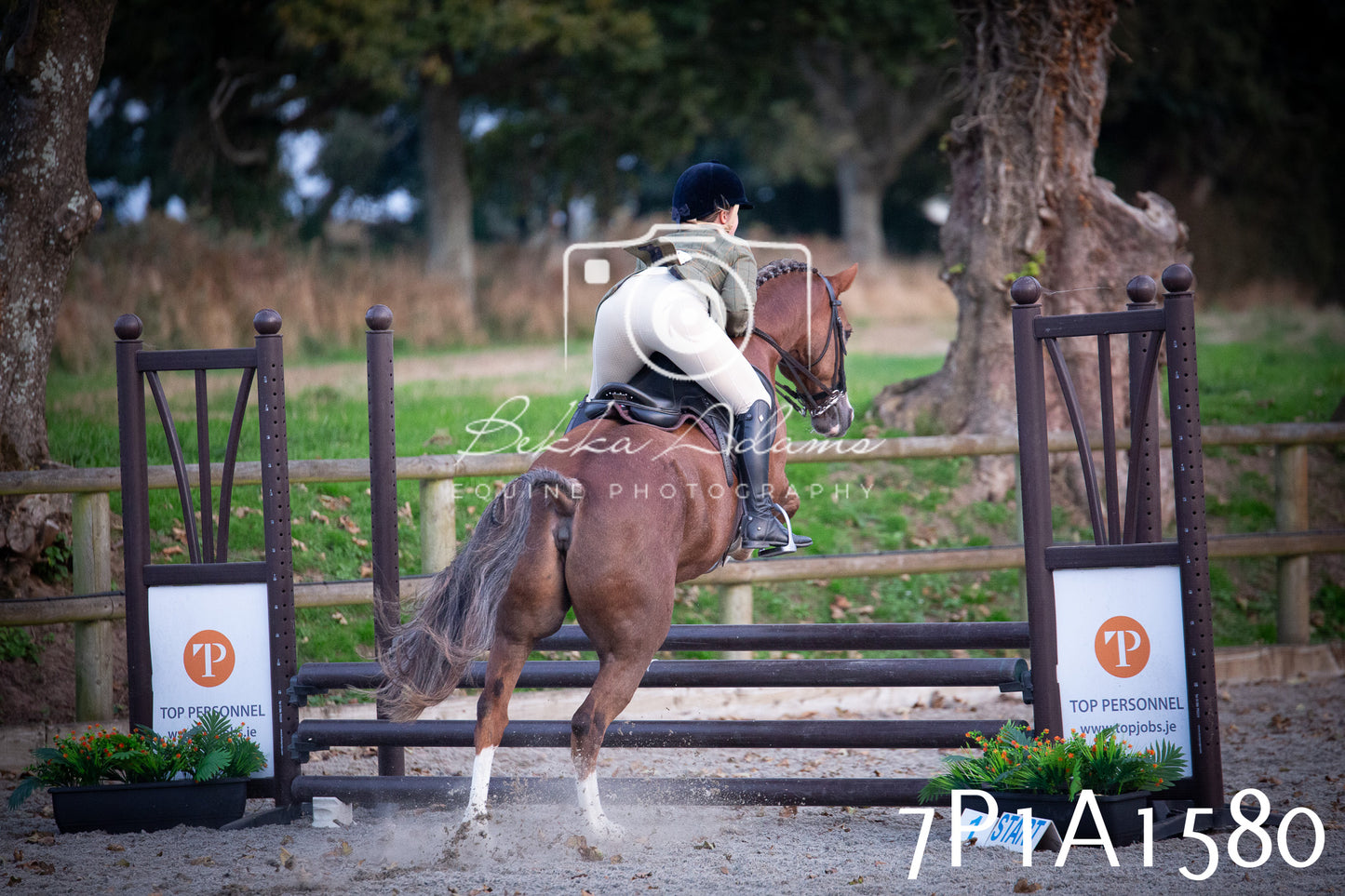 JHOYS 2025 - Showing - 27th September - Working Hunter