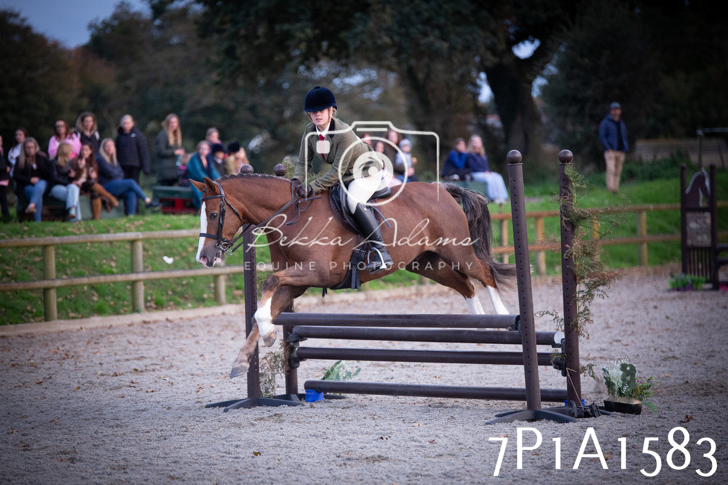 JHOYS 2025 - Showing - 27th September - Working Hunter