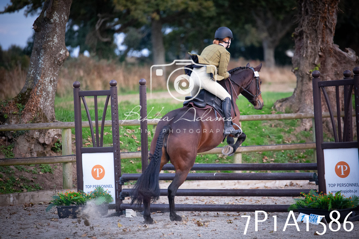 JHOYS 2025 - Showing - 27th September - Working Hunter