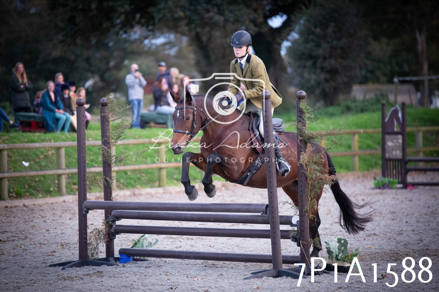 JHOYS 2025 - Showing - 27th September - Working Hunter