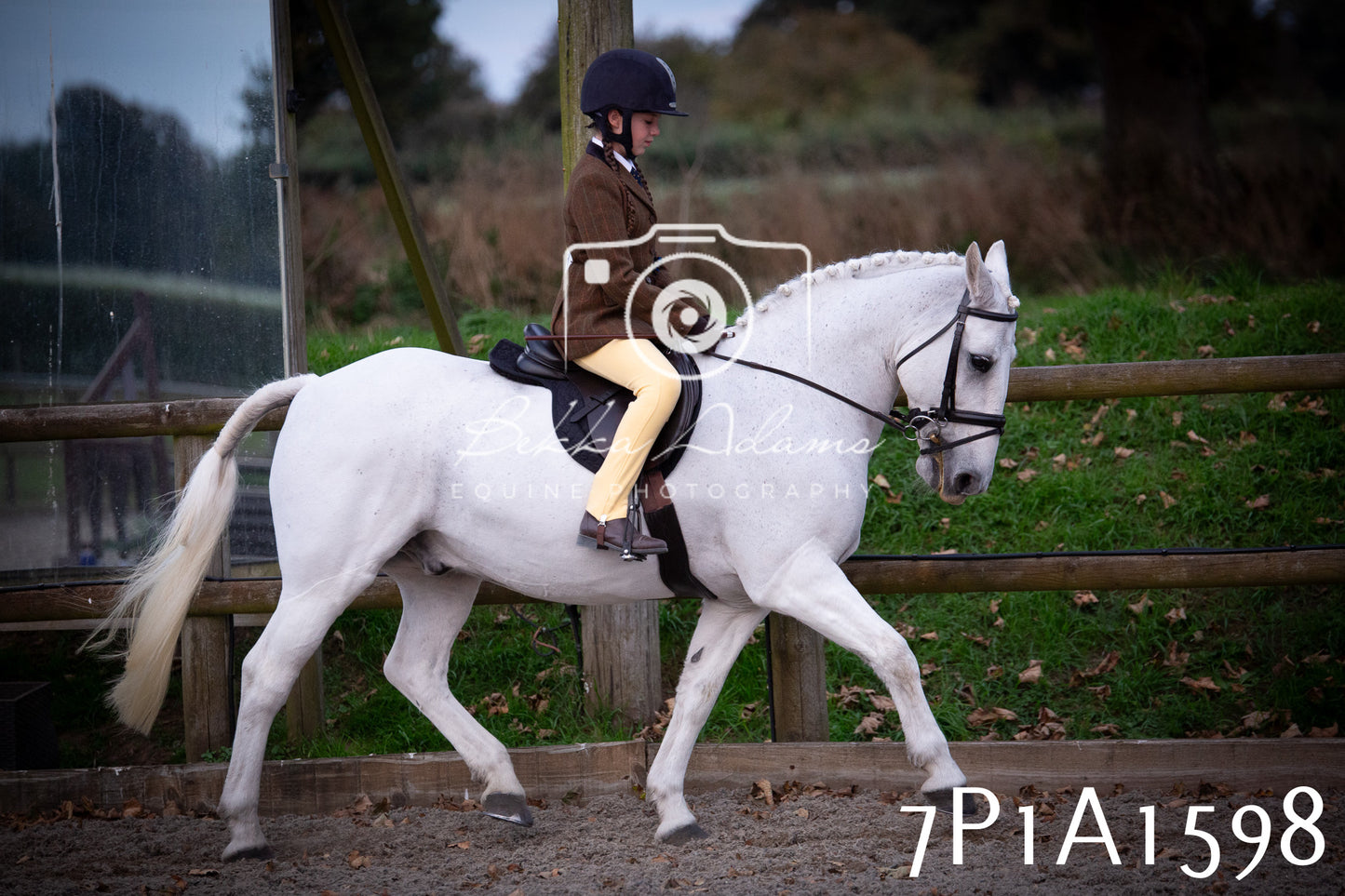 JHOYS 2025 - Showing - 27th September - Working Hunter