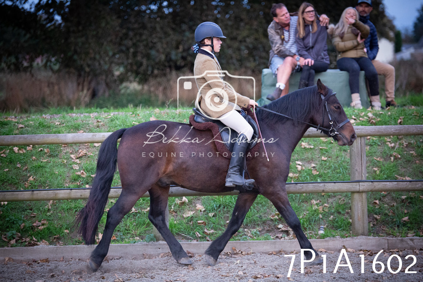 JHOYS 2025 - Showing - 27th September - Working Hunter
