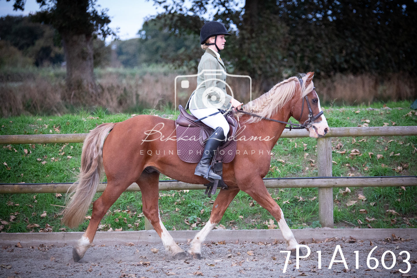 JHOYS 2025 - Showing - 27th September - Working Hunter