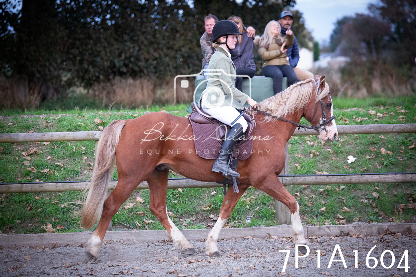 JHOYS 2025 - Showing - 27th September - Working Hunter