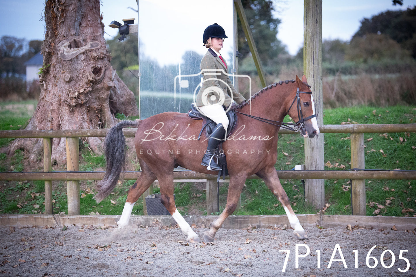 JHOYS 2025 - Showing - 27th September - Working Hunter