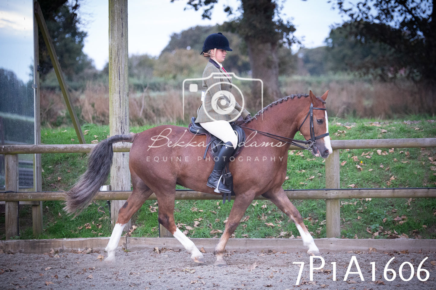 JHOYS 2025 - Showing - 27th September - Working Hunter
