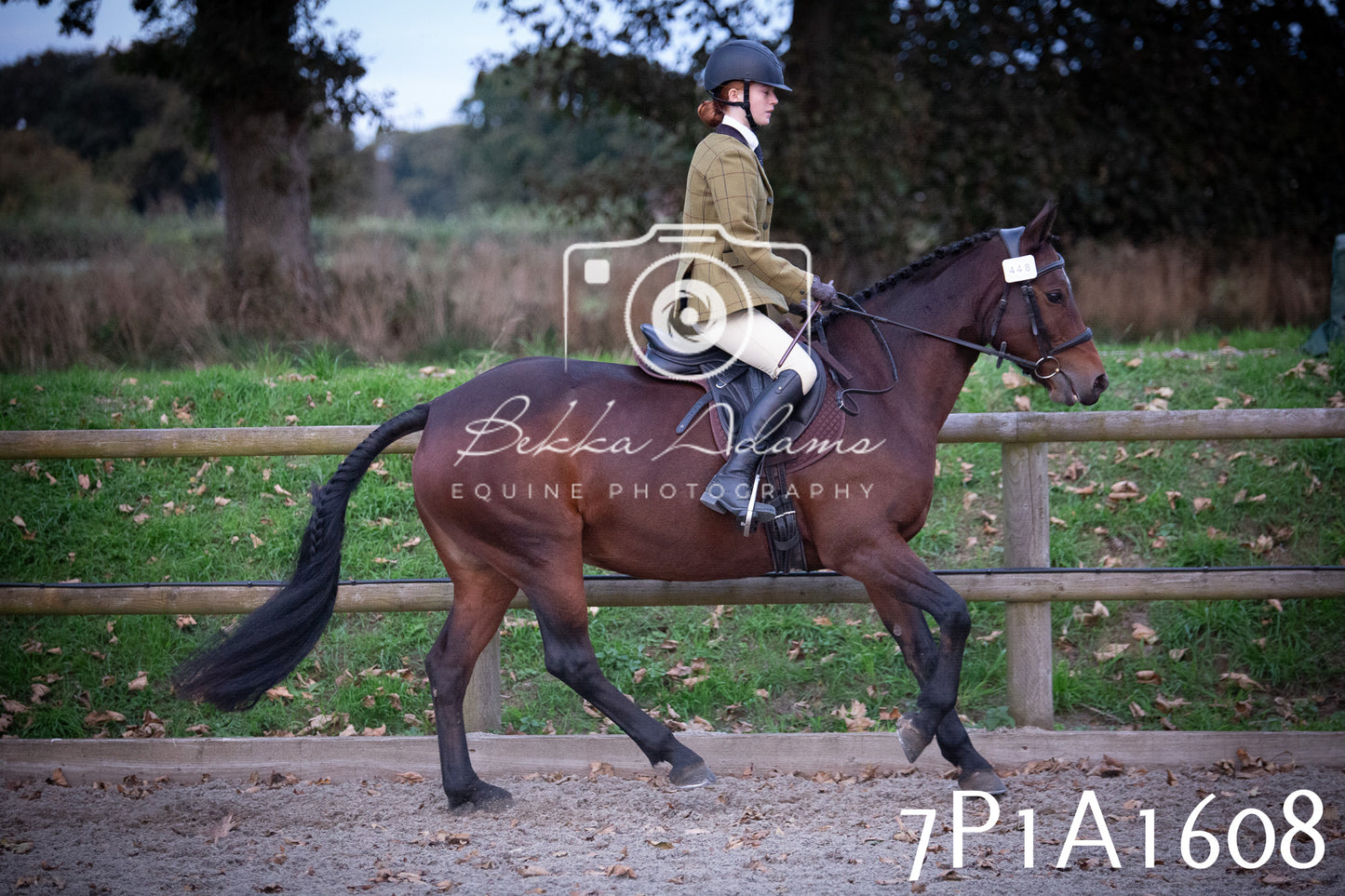 JHOYS 2025 - Showing - 27th September - Working Hunter