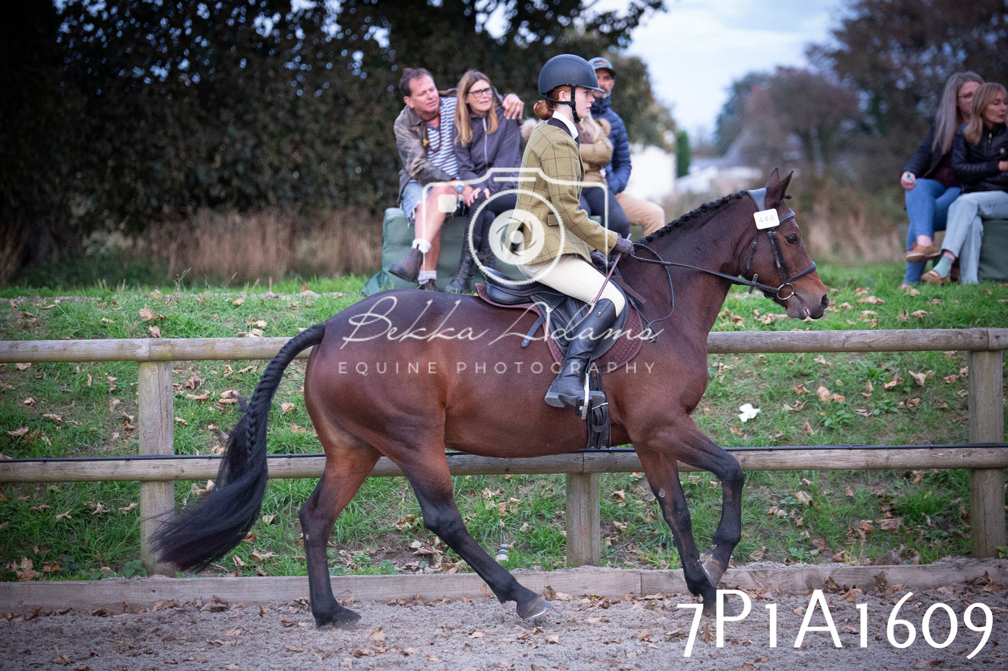 JHOYS 2025 - Showing - 27th September - Working Hunter
